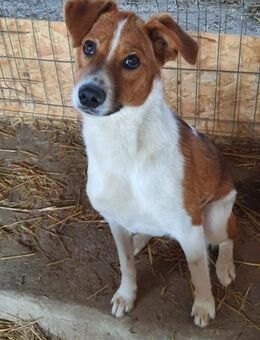 Clezo nun Mads 52 cm - Alpenrod