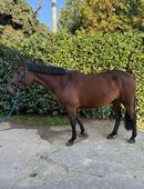Wunderschöne Spanier Stute zu verkaufen in 53332