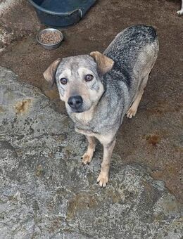 MATO, ängstlich, braucht Zeit - Bonndorf (Schwarzwald)