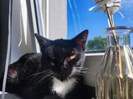 Dringend, wird ein Zuhause für Jungen Kater gesucht - Halver