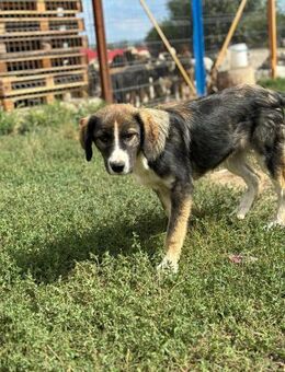 Kudde sucht seine Herzensmenschen - Celle