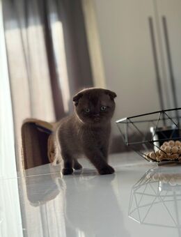 Süße Katzenbabys in liebevolle Hände abzugeben 🐾 - Darmstadt