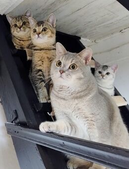 BKH Kitten - Bautzen