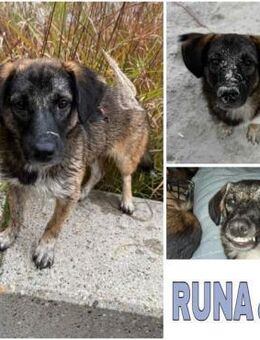 RUNA -lustig, freches Hundekind- - Duisburg