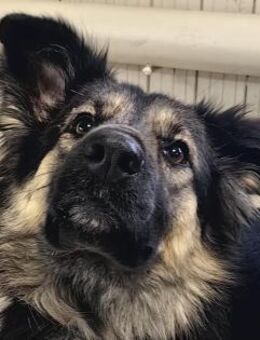 Nadenka❤️sucht ihre Menschen - Rott (Inn)
