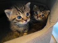 Kleine BKH Misch Kätzchen / Kitten Moritz und Emmi suchen ein neues Zuhause - Hamburg Wandsbek