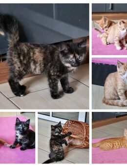 Babykatze Hauskatze katzenbabys Kitten Mischling - Tönisvorst