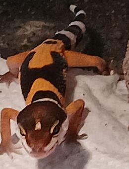 Gecko , Babys - Marl (Nordrhein-Westfalen)