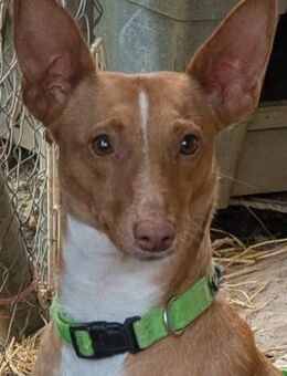 Lolita die tapfere Hundemama - Langen (Hessen)