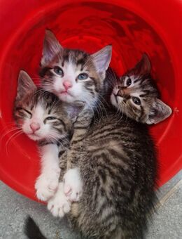 Süße Babykatzen - Peiting