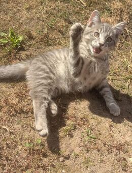 Süsser Maine coon / BKH junge in Blau -grau - Kyritz