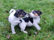 Hübsche, dreifarbige Jack Russell Terrier Welpen Hündin+Rüde - Kühren