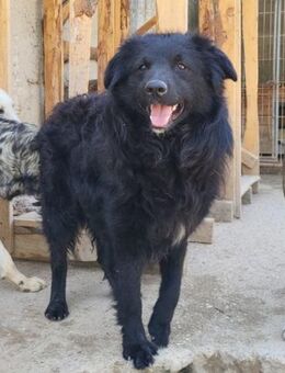 GORDI💖süßes kroat.Schäferhund-Mix-Mädel - Hamburg