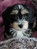 Reinrassiger Havaneser Rüde Welpe ohne Papiere in 13435