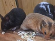 junge bunte Gold- und Teddyhamster Goldhamster männlich weiblich - Neustadt (Sachsen) Hohwald