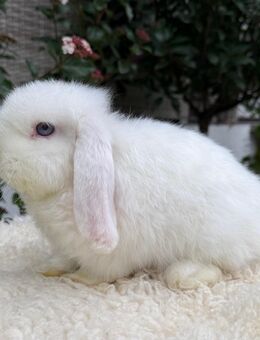 Liebe Mini Lop Zwergwidder Häsin - Gütersloh