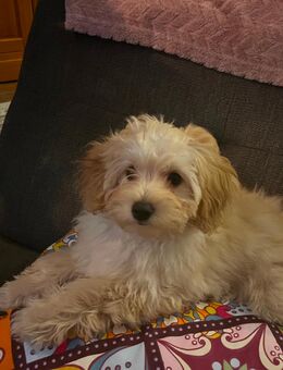 Toypudel-Pomeranian Welpen - Berlin Charlottenburg-Wilmersdorf