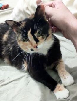 Zarte, hübsche Katzendame Lia - Karlsruhe