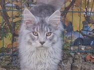 Maine Coon Junge Kater blue silver tabby - Eulgem