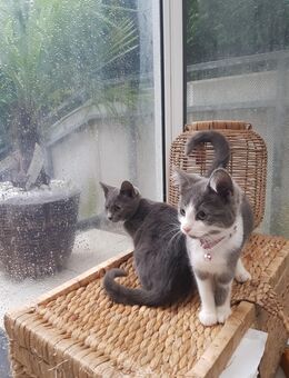 2 bezaubernde Baby-Kitten suchen ein liebevolles Zuhause - Castrop-Rauxel