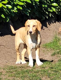 Junghund Rocky sucht aktive Menschen... - Berlin