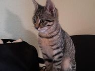 Kitten suchen ein liebevolles neues Zuhause - Bergneustadt
