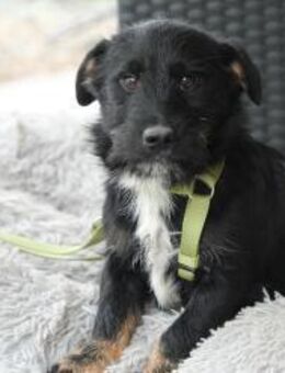 Selmin sucht sein zu Hause.... - Hagen (Stadt der FernUniversität)