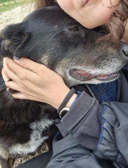 TAMBURICA - eine sanfte Seelenhündin - Köln