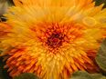 Gelbe gefüllte Sonnenblume Sonnengold Samen Sonnenblumenfeld Sonnenblumen Sonne Blume Hummel Pflanze heimisches Saatgut in 74629