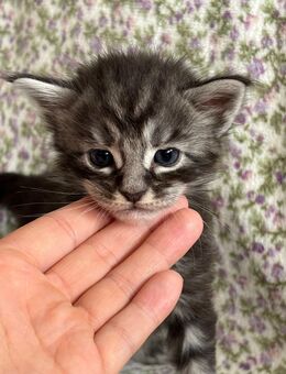 Maine coon Babys ab mitte /Ende September Auszugsbereit - Dortmund