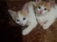 Katzenbabys Babykatzen Kitten - Odenbach