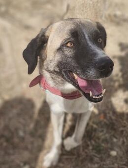 Bjanka - Tolle Hündin sucht Ihr Glück - Berlin