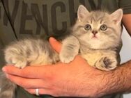 Britisch Kurzhaar & Langhaar Kitten - Berlin