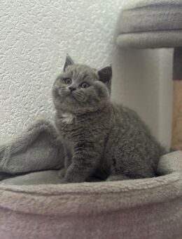 Reinrassig BKH Kater - Bielefeld Brackwede