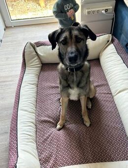 Flitzpiepe Anouk sucht Zuhause! - Spenge