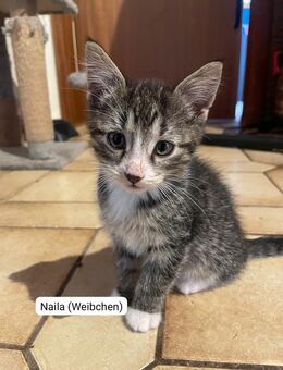 Katzen baby suchen neues zuhause - Hechthausen