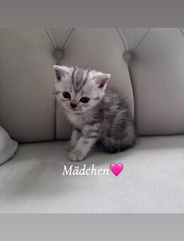 Wunderschöne BKH Kitten mit liebevollem Wesen abzugeben 🐾 - Hannover