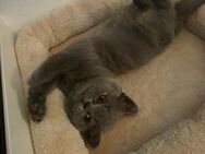 Reinrassige BKH Kitten in liebevolle Hände abzugeben! - Remscheid