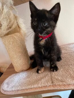 Europäisch Kurzhaar Kitten abzugeben - Sögel