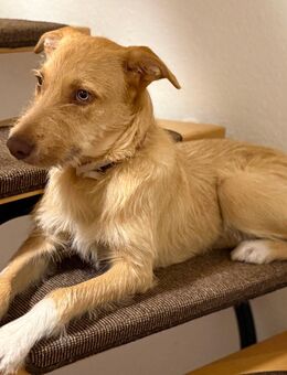 Rio sucht seinen Menschen - Frechen Zentrum