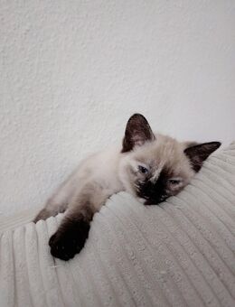 Katzen, Baby Katzen, Kitten - Schwerte (Hansestadt an der Ruhr)
