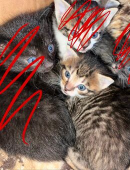 Katzenbabys männlich - Rosenbach (Vogtland)
