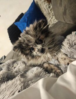 Zwergspitz (Pomerenian) - Stadtbergen