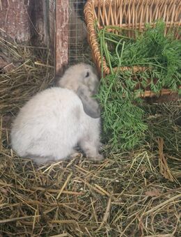Hasen Zwergwidder/ Mini Lop - Drebkau