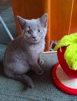 🐾 Süßes Britisch Kurzhaar Mix Kitten sucht ein Zuhause bei liebevollen Menschen 🐾 - Siegbach