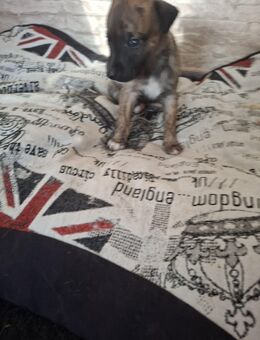Whippet Welpen von Whippet Liebhabern - Rhede Zentrum