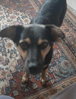 Vicky - quirliges Hundemädchen... - Koblenz