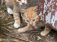 Rote Kater - Bad Frankenhausen (Kyffhäuser)