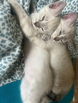 Siam / Birma mix kitten. Nur 1 Mädel noch da - Berlin Friedrichshain-Kreuzberg