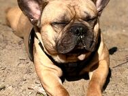 Französische Bulldogge Rüde - Bad Oeynhausen